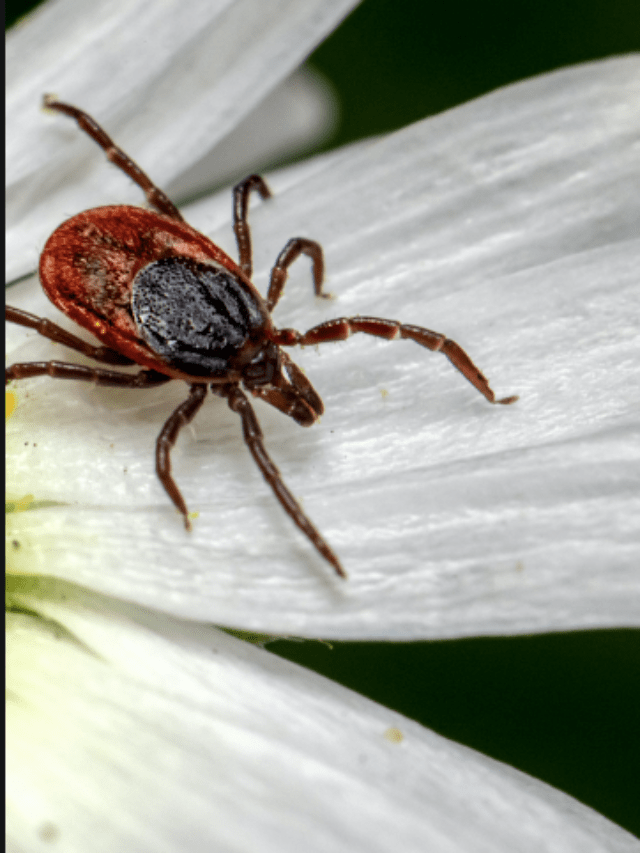 How to safeguard yourself from Lyme disease in this summer!